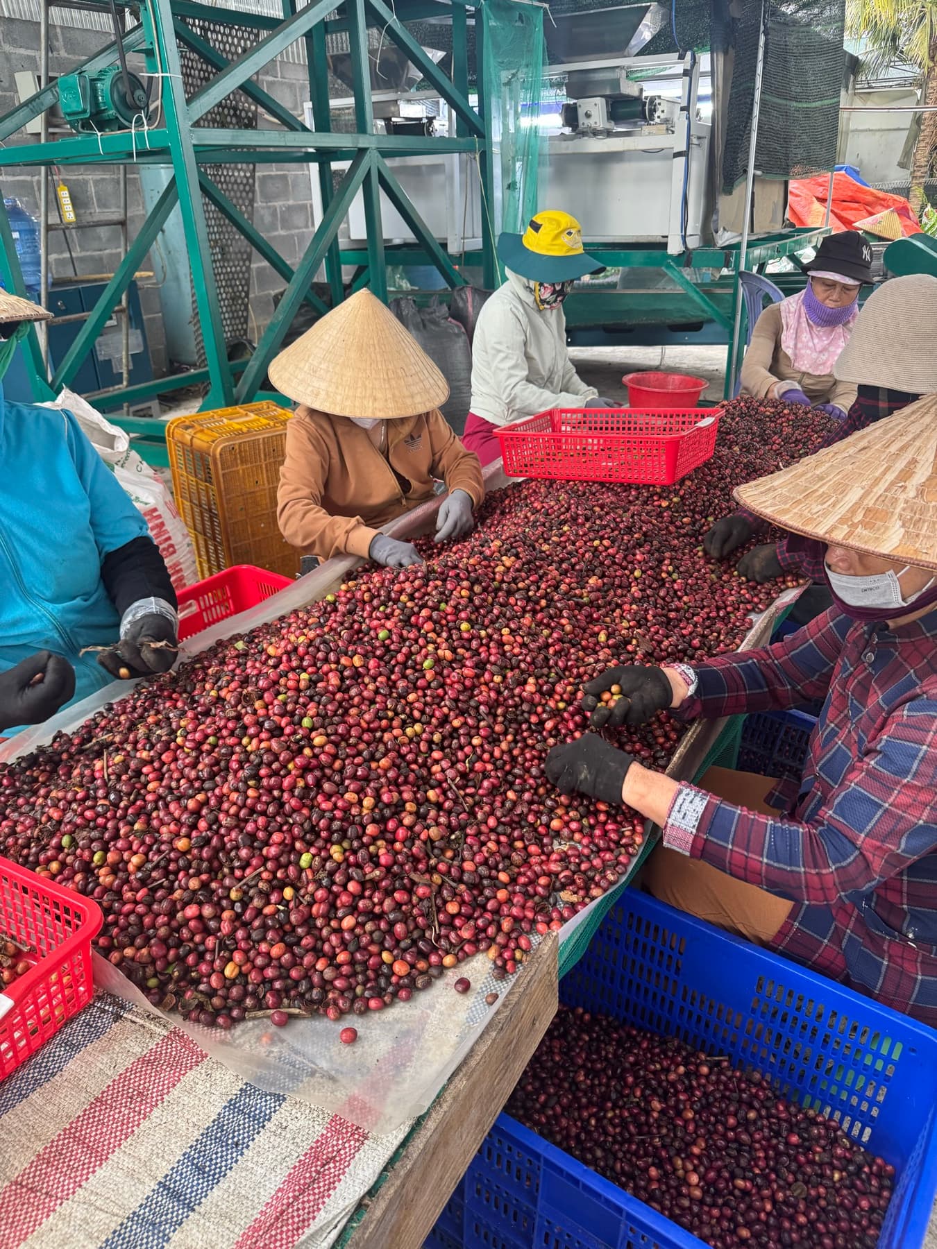 Công nhân phân loại cà phê tươi tại xưởng sơ chế