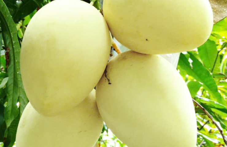 Xoài 1