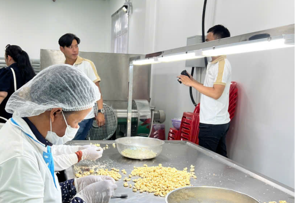 cashew grading WW240 WW320