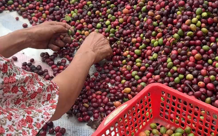 Coffee quality control for regenerative coffee farming