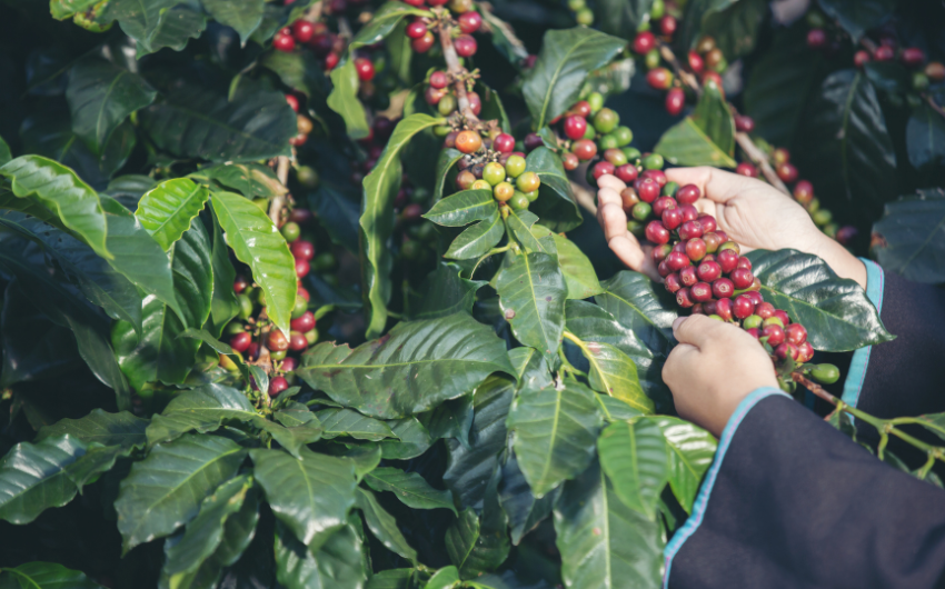 Low-carbon-coffee-farming-practices-in-Vietnam