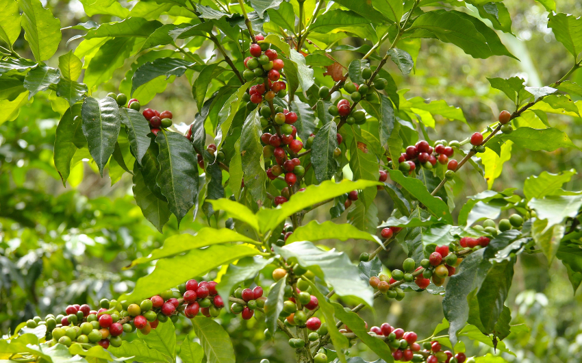 Low-carbon-coffee-farming-practices-in-Vietnam