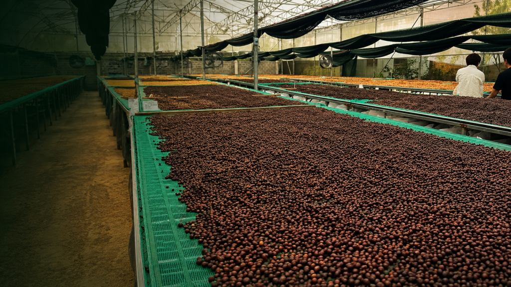 Regenerative coffee farming and post-harvest coffee processing in Vietnam Central Highlands